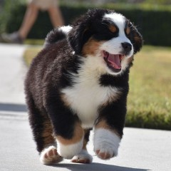 Regalo cachorros de Boyero de Berna para adopcion