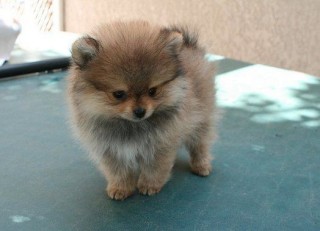 REGALO CACHORROS DE POMERANIA MINI en adopcion