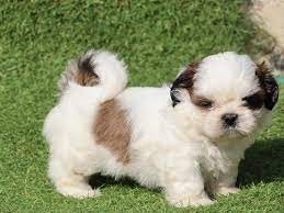 PRECIOSA CAMADA SHIH TZU DISPONIBLE