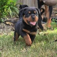 MAGNIFICOS CACHORROS DE ROTTWEILER