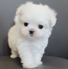 REGALO cachorros de Bichon Maltes Mini Toy Para Adopcion