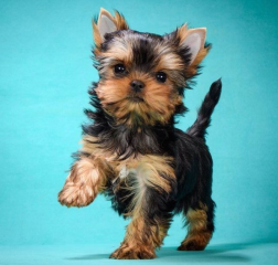 Regalo Cachorros toy, de yorkshire terrier para adopcion