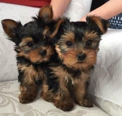 Regalo Cachorros toy, de yorkshire terrier para adopcion