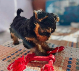 Regalo Cachorros toy, de yorkshire terrier para adopcion