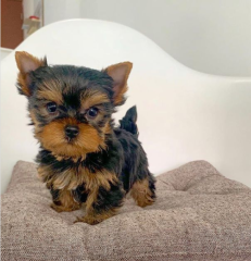 Regalo Cachorros toy, de yorkshire terrier para adopcion