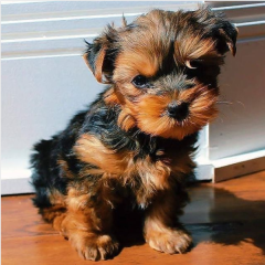 Regalo Cachorros toy, de yorkshire terrier para adopcion