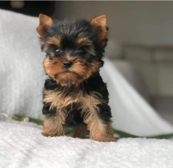 Regalo Cachorros toy, de yorkshire terrier para adopcion