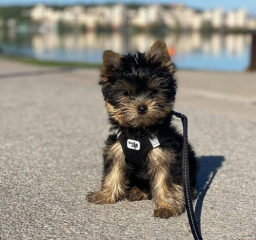 Regalo Cachorros toy, de yorkshire terrier para adopcion