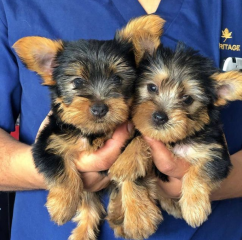 Regalo Cachorros toy, de yorkshire terrier para adopcion