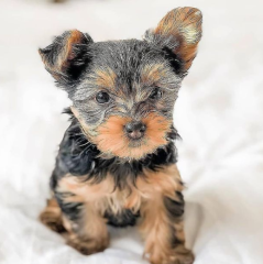 Regalo Cachorros toy, de yorkshire terrier para adopcion