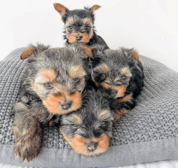 Regalo Cachorros toy, de yorkshire terrier para adopcion