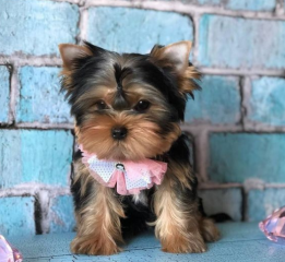 Regalo Cachorros toy, de yorkshire terrier para adopcion