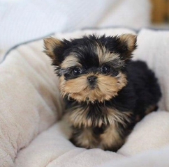 Regalo Cachorros toy, de yorkshire terrier para adopcion