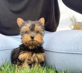 Regalo Cachorros toy, de yorkshire terrier para adopcion