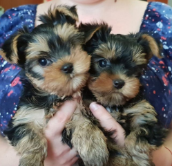 Regalo Cachorros toy, de yorkshire terrier para adopcion