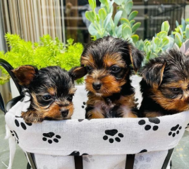 Regalo Cachorros toy, de yorkshire terrier para adopcion