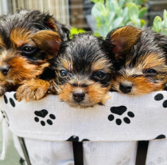 Regalo Cachorros toy, de yorkshire terrier para adopcion