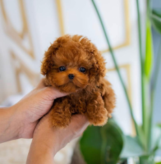 Regalo cachorros de caniche en adopcion