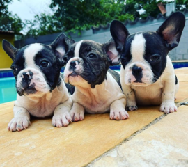 Regalo Cachorros de Bulldog Francés bien entrenados