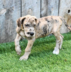 Regalo CACHORROS de Gran Danés en adopcion