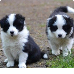 Regalo cachorros de Border collie para adopcion