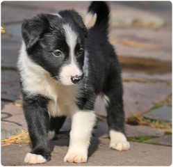 Regalo cachorros de Border collie para adopcion