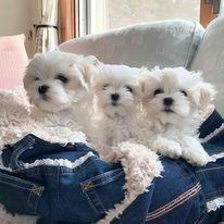 Cachorros malteses blancos como el hielo