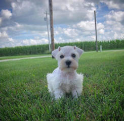 Regalo Camada de Schnauzer macho Y hembra listos