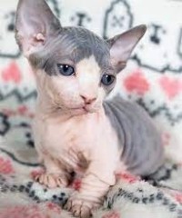 Gatitos sphynx en adopcion