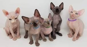 Gatitos sphynx para adopocion