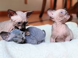 Gatitos sphynx para adopocion