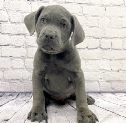 REGALO  de Cane Corso disponibles