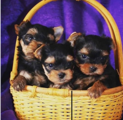 Regalo Cachorro toy, de yorkshire terrier para adopcion