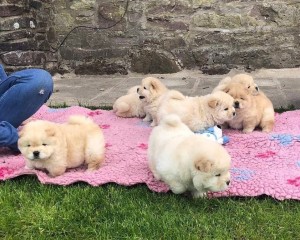 Beautiful Chow Chow ,