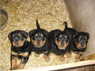 Rottweiler