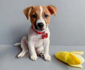 Regalo cachorro de jack russell en adopción