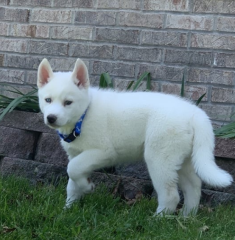 REGALO CACHORRO DE HUSKY SIBERIANO MACHO Y HEMBRA