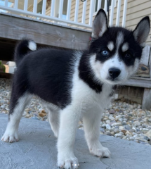 REGALO CACHORRO DE HUSKY SIBERIANO MACHO Y HEMBRA