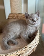 Gatitos machos British Shorthair trasero azul