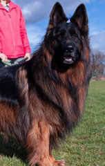 Maravillosos perros de pastor alemán de pelo largo de color negro intenso/bronceado️