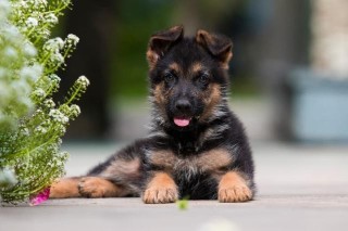 Regalo cachorro de pastor alemán para adopcion