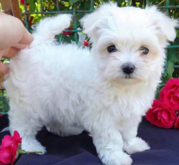 REGALO cachorro de Bichon Maltes Mini Toy Para Adopcion