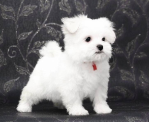 REGALO cachorro de Bichon Maltes Mini Toy Para Adopcion