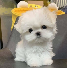 REGALO cachorro de Bichon Maltes Mini Toy Para Adopcion