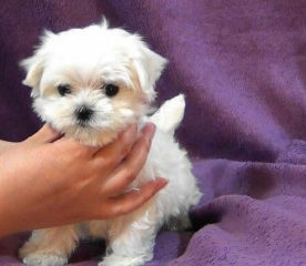 REGALO cachorro de Bichon Maltes Mini Toy Para Adopcion