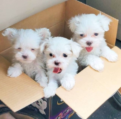 Regalo cachorro de bichon maltes mini