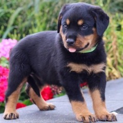 REGALO CACHORRO DE ROTTWEILER PARA ADOPCION