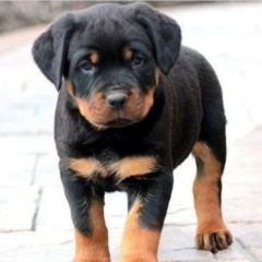 REGALO CACHORRO DE ROTTWEILER PARA ADOPCION