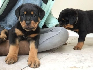 REGALO CACHORRO DE ROTTWEILER PARA ADOPCION