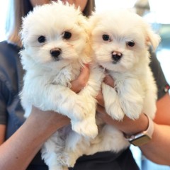 REGALO cachorro de Bichon Maltes Mini Toy Para Adopcion